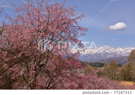 長野縣上見町小川村、館屋、番所櫻花、櫻花、北阿爾卑斯 長野縣上見町小川村、館屋、番所櫻花、櫻花、北阿爾卑斯 77167313