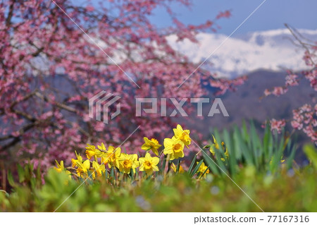 長野縣上見町小川村、館屋、番所櫻花、櫻花、北阿爾卑斯 77167316