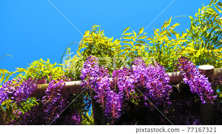 Scenery of Fuji shelf near Fujitsuka, Kasukabe City, Saitama Prefecture 77167321