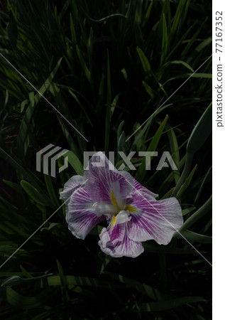 虹膜白色紫色條紋 77167352