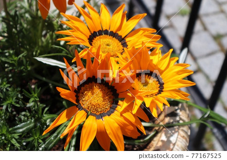 勳章菊屬 勳章菊屬 77167525