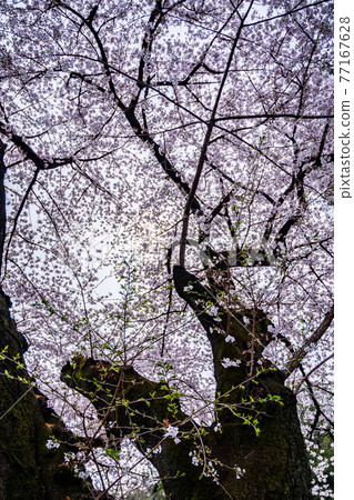 Commemorative photo under the petals of cherry blossoms Close-up 77167628
