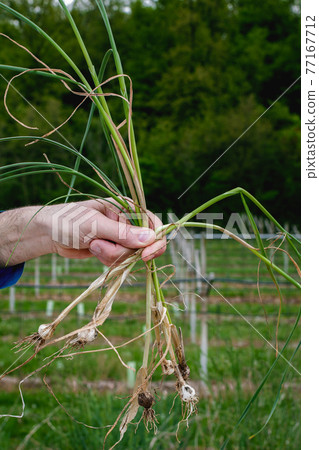 A bunch of wild onion 77167712