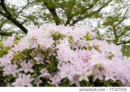 淡粉色杜鵑花2 淡粉色杜鵑花2 77167836