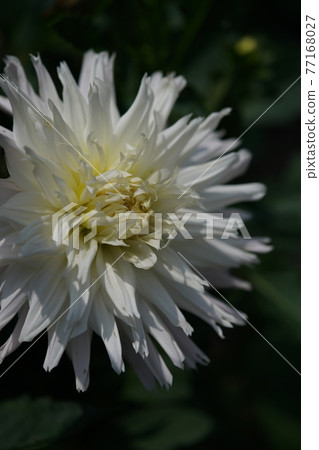 Dahlia (White) Dahlia (White) 77168027