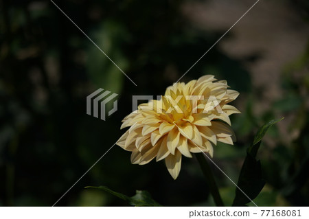 Dahlia (yellow) Dahlia (yellow) 77168081