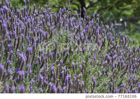 薰衣草牙花盛開。學名是 Lavandula dentata。 77168106