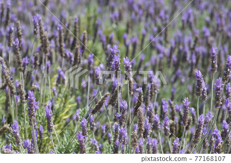 薰衣草牙花盛開。學名是 Lavandula dentata。 77168107
