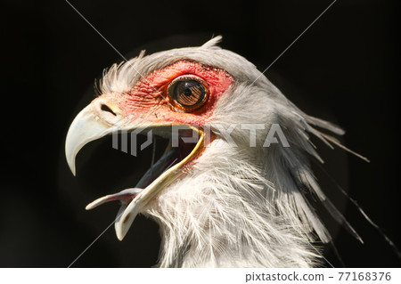 [Tobu Zoo] Secretarybird 77168376