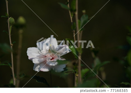 Mukuge flower (double-flowered, white) 77168385