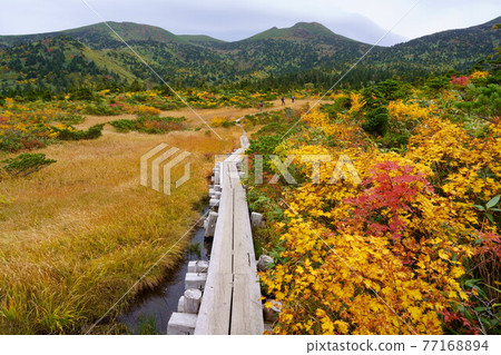 Vivid autumn leaves of Hakkoda Odake and Kenashitai 77168894