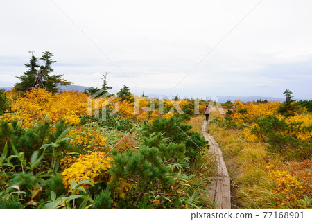 Hakkoda Mountains Bright autumn leaves of Kenashitai Hakkoda Mountains Bright autumn leaves of Kenashitai 77168901