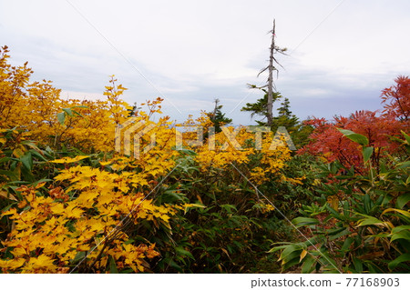 Hakkoda Mountains Bright autumn leaves of Kenashitai Hakkoda Mountains Bright autumn leaves of Kenashitai 77168903