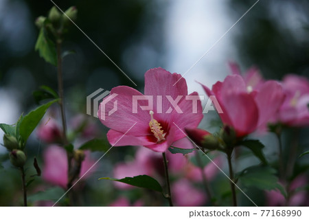 普通芙蓉花(單花,淺紅色) 普通芙蓉花(單花,淺紅色) 77168990