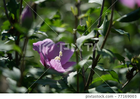 普通芙蓉花(單花,淺紅色) 普通芙蓉花(單花,淺紅色) 77169003