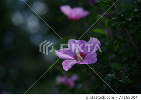普通芙蓉花(單花,淺紅色) 普通芙蓉花(單花,淺紅色) 77169004