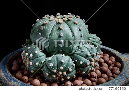 close up astrophytum asterias cactus in planting pot close up astrophytum asterias cactus in planting pot 77169160