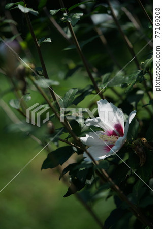 Mukuge花(單花,白色) Mukuge花(單花,白色) 77169208