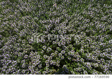 Pink flowers with small creeping time are in bloom. Pink flowers with small creeping time are in bloom. 77169590