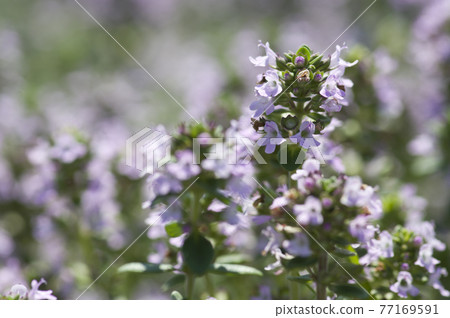 Pink flowers with small creeping time are in bloom. 77169591