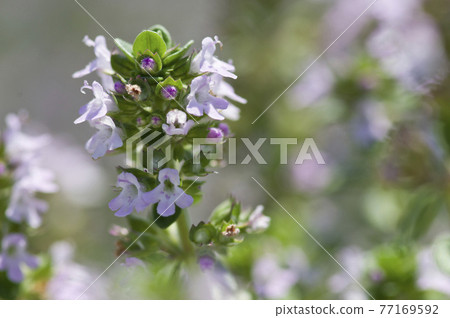 Pink flowers with small creeping time are in bloom. Pink flowers with small creeping time are in bloom. 77169592