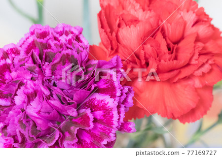 Red and purple carnation Red and purple carnation 77169727