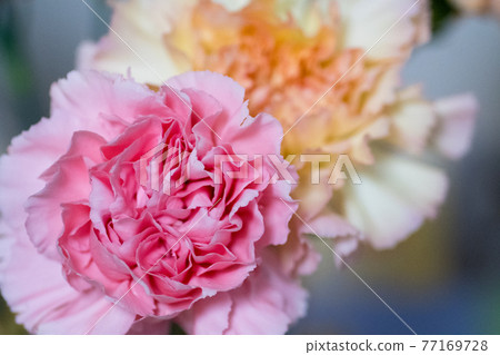 Pink and yellow carnations 77169728