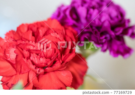 紅色和紫色康乃馨 紅色和紫色康乃馨 77169729