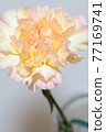 黃色康乃馨 77169741