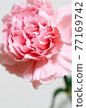 粉紅色康乃馨 77169742