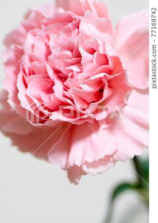 粉紅色康乃馨 粉紅色康乃馨 77169742