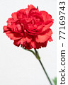 紅色康乃馨 77169743