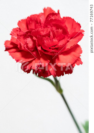 紅色康乃馨 紅色康乃馨 77169743