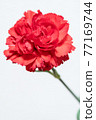 紅色康乃馨 77169744