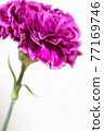紫色康乃馨 77169746
