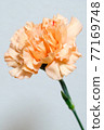 橙色康乃馨 77169748