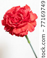 紅色康乃馨 77169749