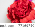 紅色康乃馨 77169750