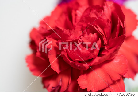 Red carnation 77169750