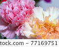 粉色和黃色康乃馨 77169751