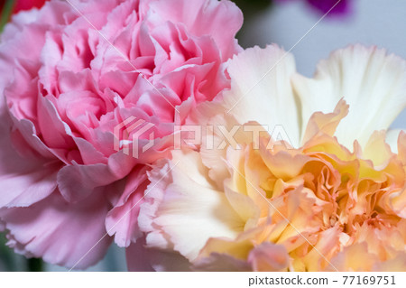 粉色和黃色康乃馨 粉色和黃色康乃馨 77169751
