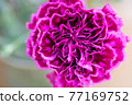 紫色康乃馨 77169752