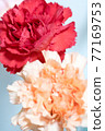 紅色和黃色康乃馨 77169753