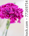 紫色康乃馨 77169754