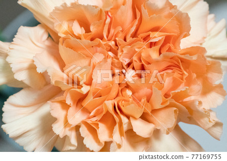 橙色康乃馨 橙色康乃馨 77169755