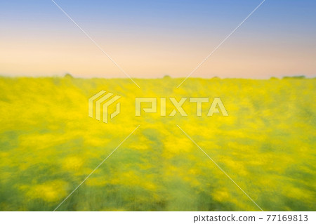 Rape flower scent 77169813