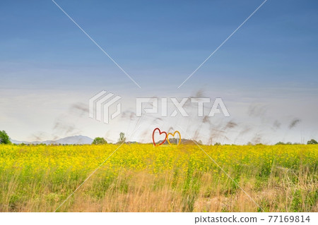 Rape flower scent Rape flower scent 77169814