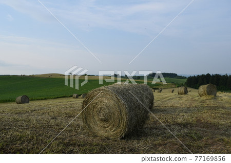 Grass roll Grass roll 77169856
