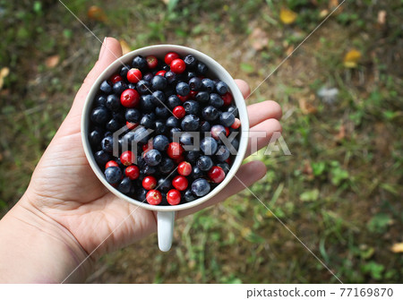Ripe fresh blueberry Ripe fresh blueberry 77169870