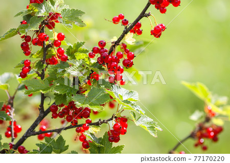 Ripe red currant in a summer garden 77170220